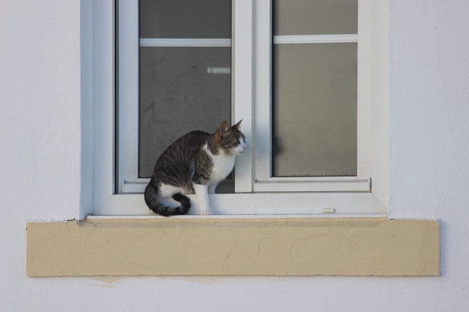 14055181_516590871873007_2155201297734560687_n.jpg